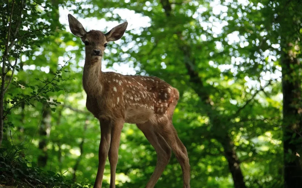 "Bambi" Neu Verfilmt: Naturdokumentation statt Disney-Kitsch?